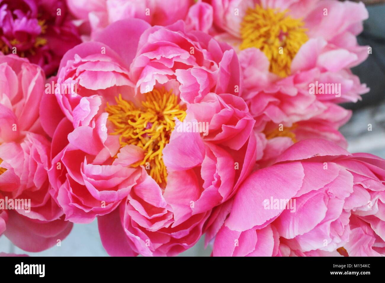 Beau bouquet de pivoines en fleurs rose vif Banque D'Images