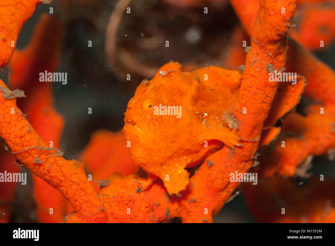 Camouflage d'un poisson grenouille Orange Banque D'Images