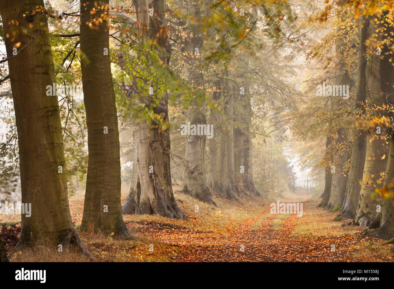 Les Pays-Bas, 's-Graveland, hêtre lane, Country Road, couleurs d'automne. Banque D'Images