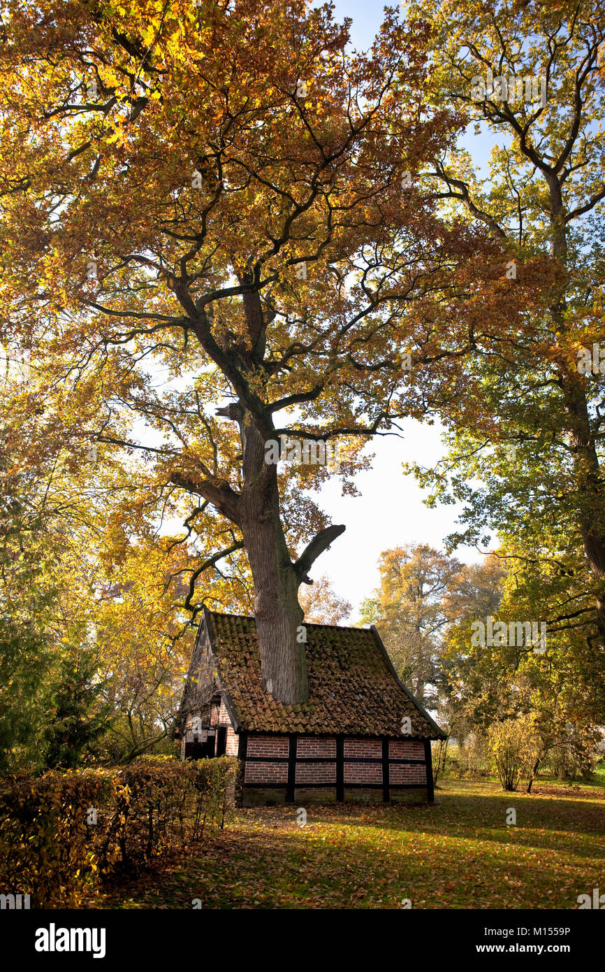 Les Pays-Bas, Breklenkamp, couleurs d'automne. Arbre qui grandit grâce à toit de petite maison avec four, appartenant à la ferme. Banque D'Images