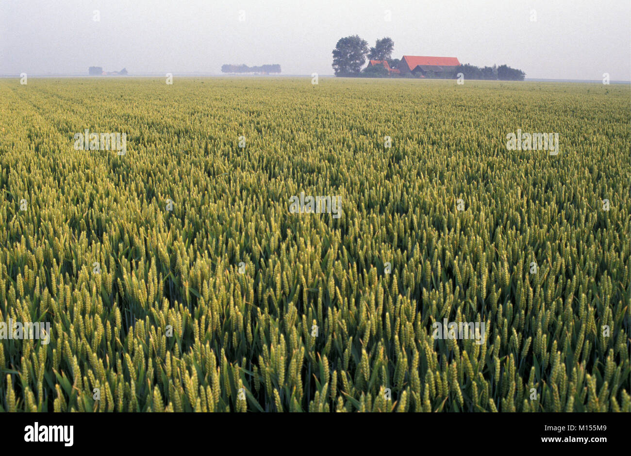 Les Pays-Bas. Oud-Sabbinge. L'agriculture. Champ d'orge. Banque D'Images