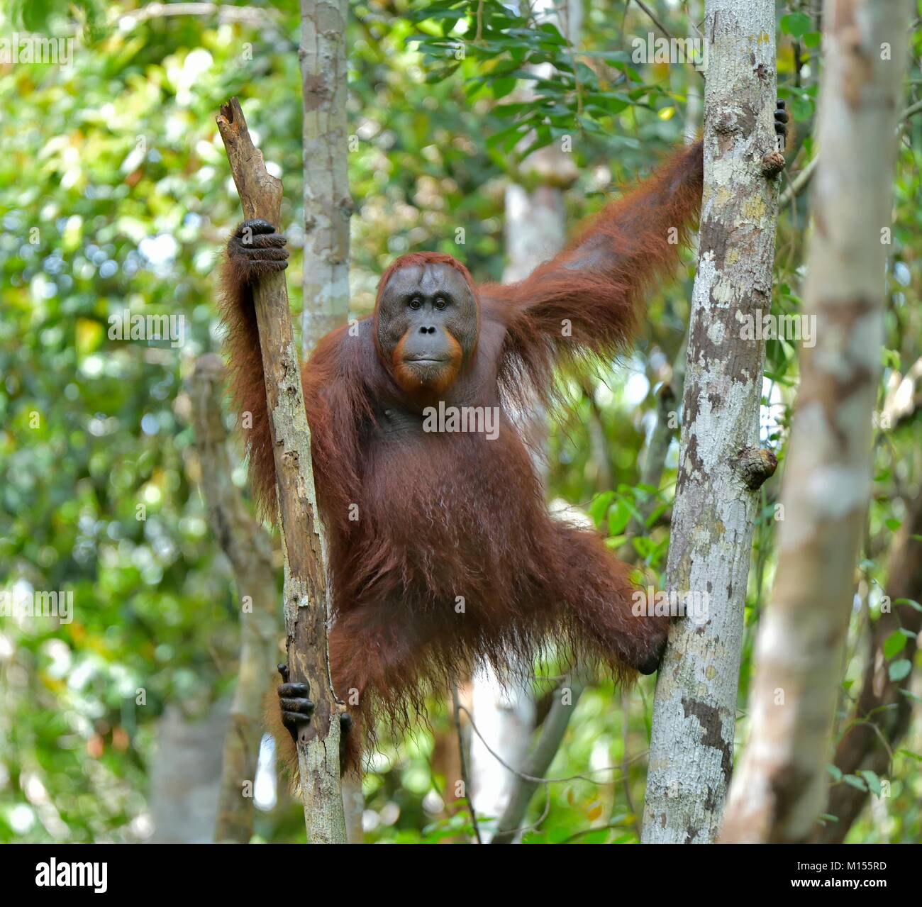 Orang-outan (Pongo pygmaeus) sur l'arbre dans la nature sauvage. L'orang-outan de Bornéo Central ( Pongo pygmaeus wurmbii ) sur l'arbre dans les habita Banque D'Images
