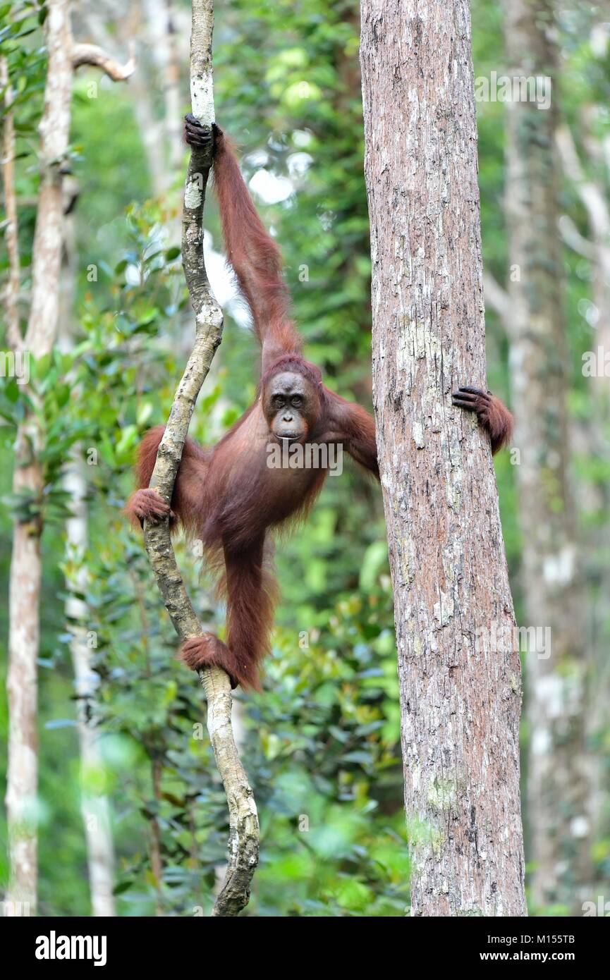Orang-outan (Pongo pygmaeus) sur l'arbre dans la nature sauvage. L'orang-outan de Bornéo Central ( Pongo pygmaeus wurmbii ) sur l'arbre dans les habita Banque D'Images