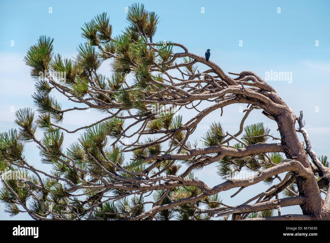 Détails de l'arbres dans le Mont San Jacinto State Park, Californie, USA Banque D'Images