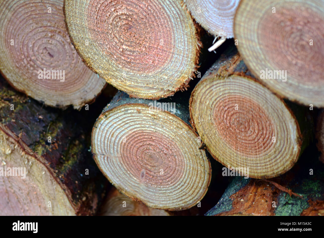 Vue orthogonale de sciages de Pin / journaux d'arbres Banque D'Images