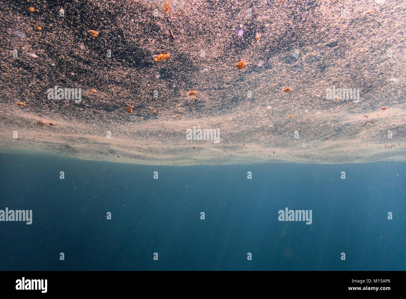 La marée rouge (algues) dans l'île du Brésil se d'Ilhabela. Banque D'Images