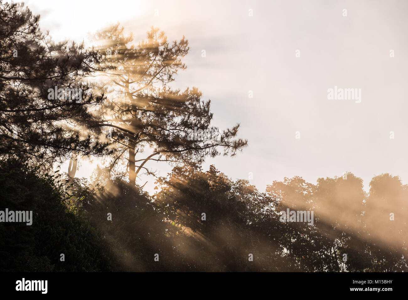 Scène de matin du soleil brillant à travers la silhouette du pin en forêt tropicale brumeuse de la Thaïlande avec l'espace de ciel clair pendant la saison d'hiver. Banque D'Images