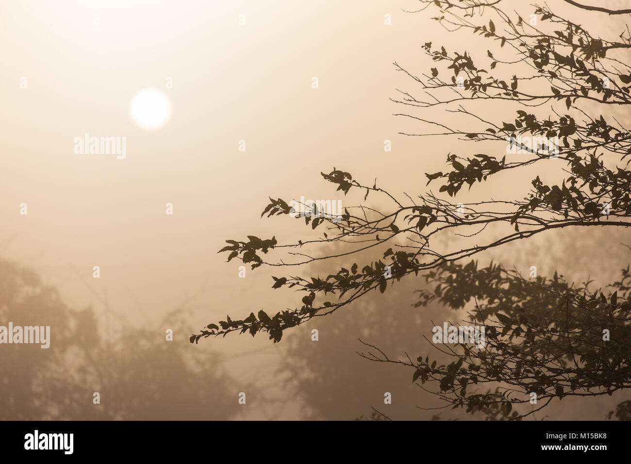 Matin brumeux de scène avec la direction générale des forêts tropicales la silhouette d'arbre tropical avec sun floue sur l'espace de ciel clair pendant la saison d'hiver. Banque D'Images