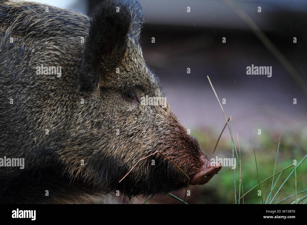 Le sanglier (Sus scrofa) Banque D'Images
