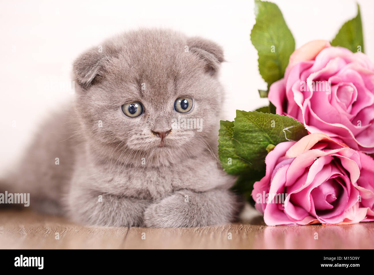 Arriere Plan De Chat Photo Des Images Pour Un Calendrier Avec Les Chats Cat Poster Photo Stock Alamy Arriere Plan De Chat Photo Des Images Pour Un Calendrier Avec Les Chats Cat Poster Photo Stock Alamy
