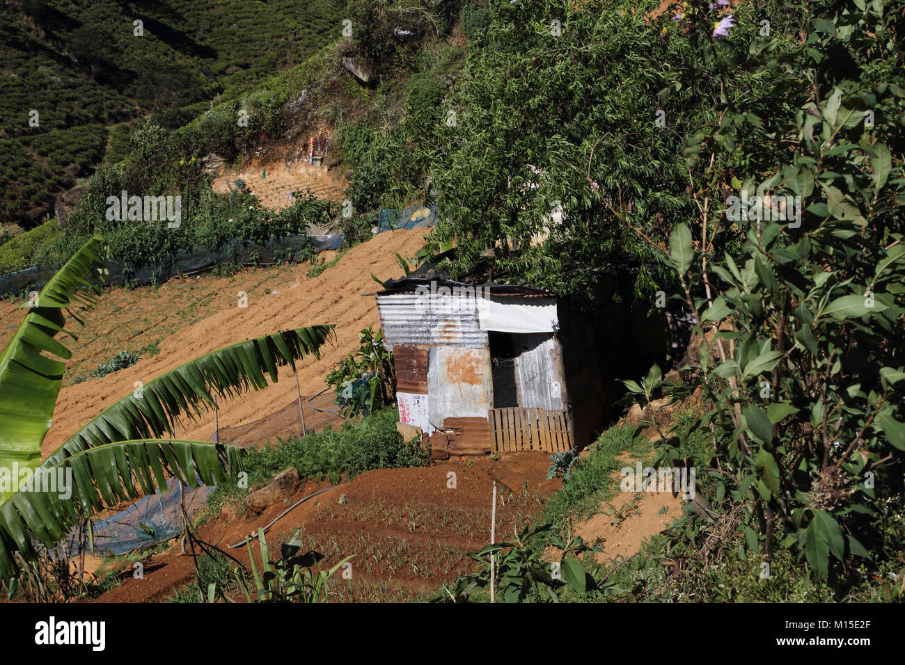 Petite tenue dans la plantation de thé Nuwara Eliya hill country province centrale Sri lanka Banque D'Images