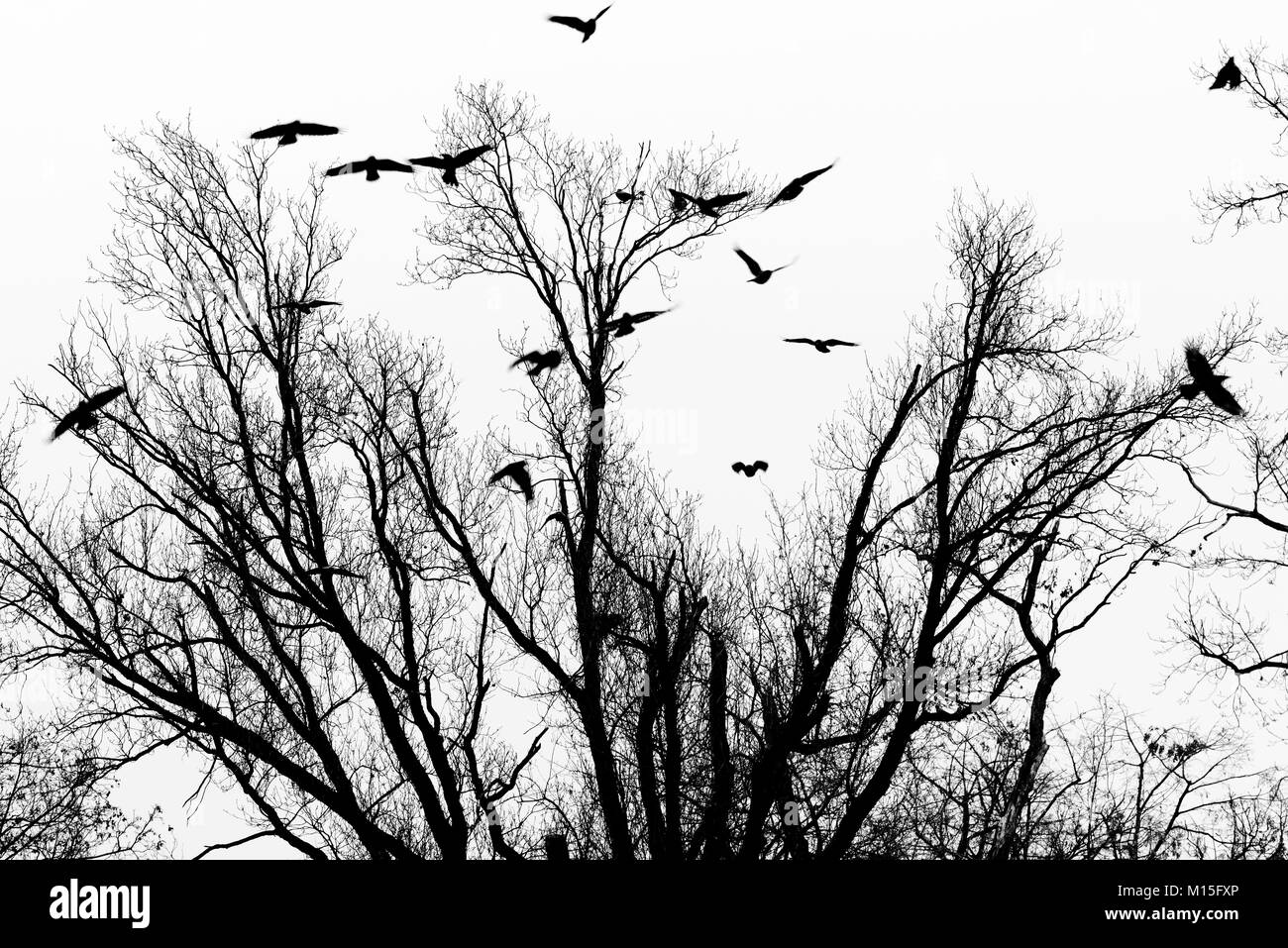 Prendre les oiseaux vol depuis les branches d'un arbre Banque D'Images