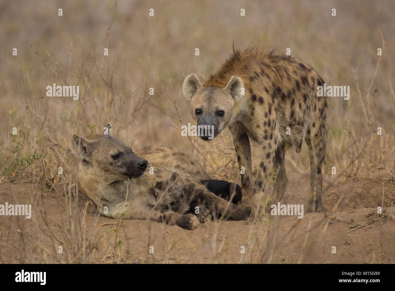 Famille hyène à Nairobi. Banque D'Images