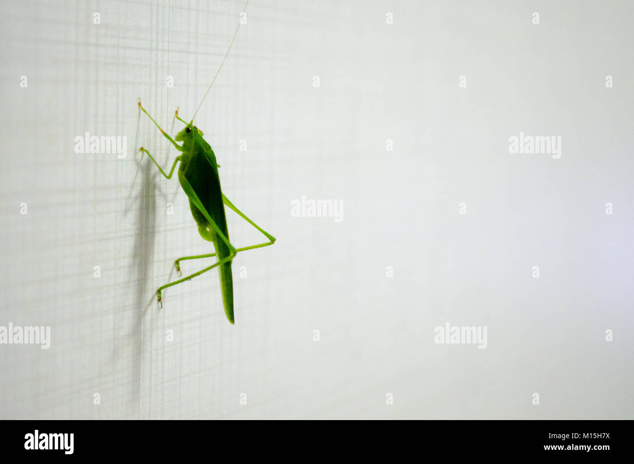 Katydid jardin commun au Brésil. Insecte vert sur un fond blanc. caption de l'espace. Banque D'Images