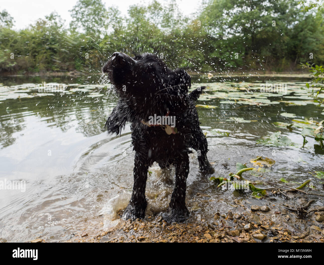 Chien Cocker noir humide se secouant en sortant d'un lac Banque D'Images