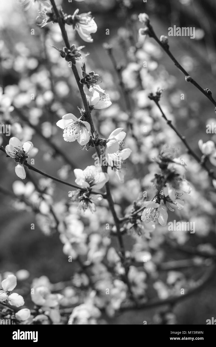 Les fleurs de cerisier, à Biella, Italie Banque D'Images