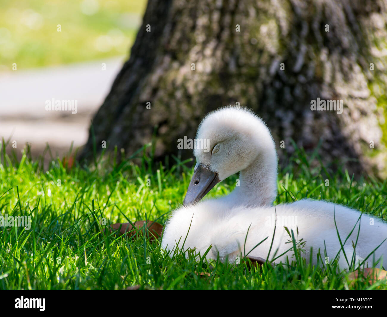 Bebe Cygne Banque D Image Et Photos Alamy Bebe Cygne Banque D Image Et Photos Alamy