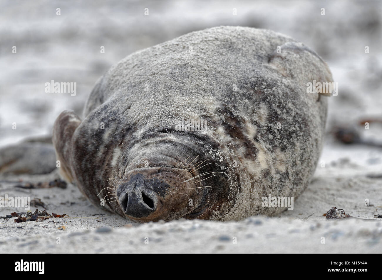 Phoque gris (Halichoerus grypus),homme,bull,se trouve sur le dos dans le sable,île de Helgoland,Dune,Schleswig-Holstein, Allemagne Banque D'Images