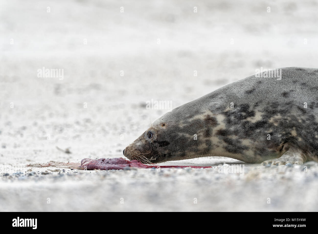 Phoque gris (Halichoerus grypus) femelle,les odeurs de placenta,Île d'Helgoland,Dune,Schleswig-Holstein, Allemagne Banque D'Images