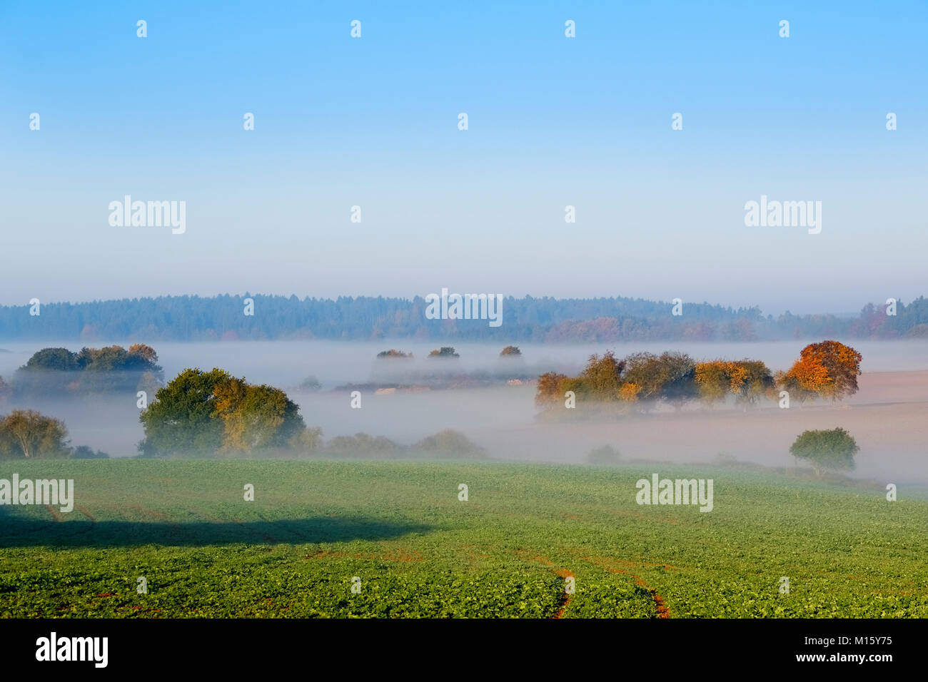 Morning Mist près de Perletzhofen,proche Parc Naturel Altmühltal Riedenburg,Basse Bavière,Bavière, Allemagne Banque D'Images
