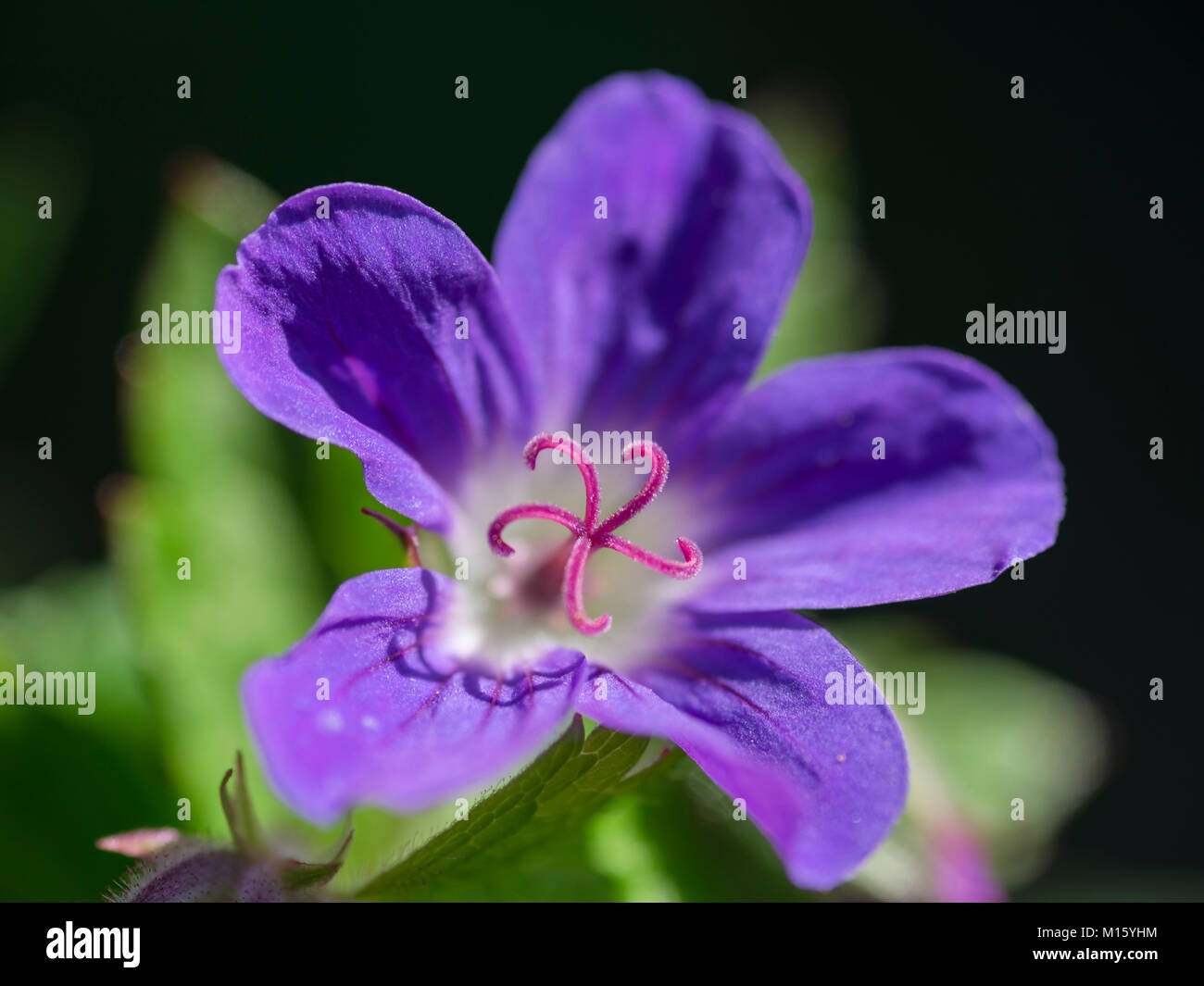 Géranium sanguin (Geranium sylvaticum bois) circuit Gislahellir,,Vestfirðir,l'Islande Banque D'Images