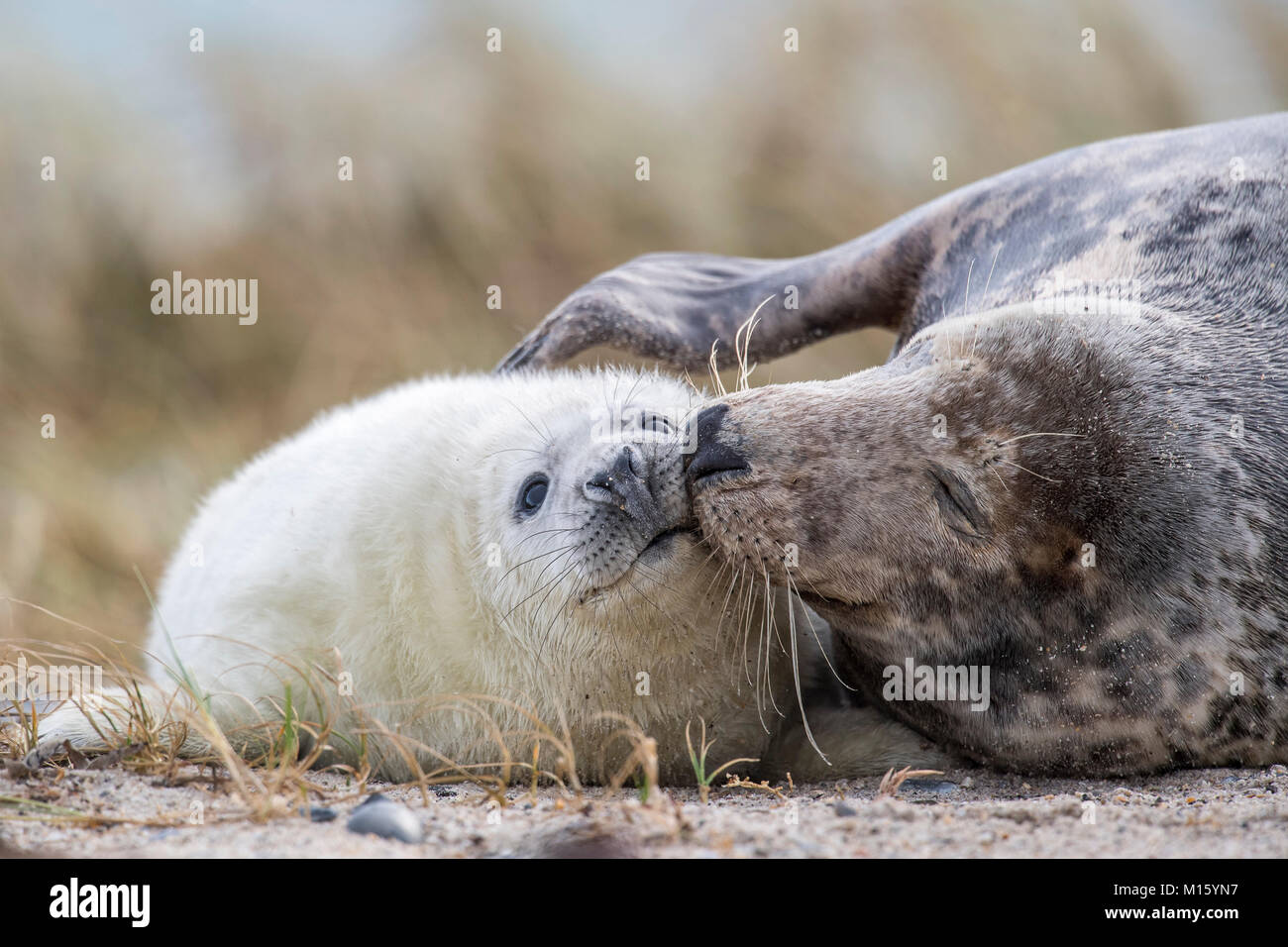 Les phoques gris (Halichoerus grypus) sur la plage,chaton avec mère,Helgoland,Schleswig-Holstein, Allemagne Banque D'Images