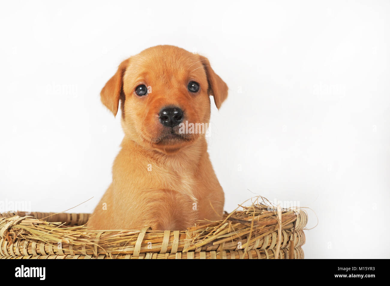 Labrador Retriever chiot,jaune,5 semaines,vieux,se trouve dans un panier, studio shot Banque D'Images