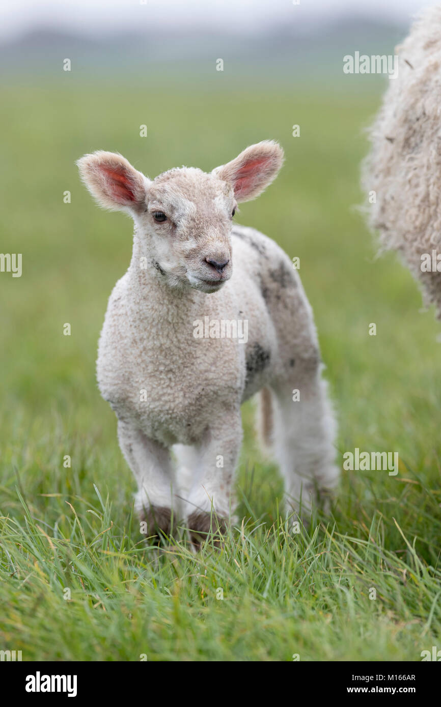L'été de l'agneau ; Devon UK Banque D'Images