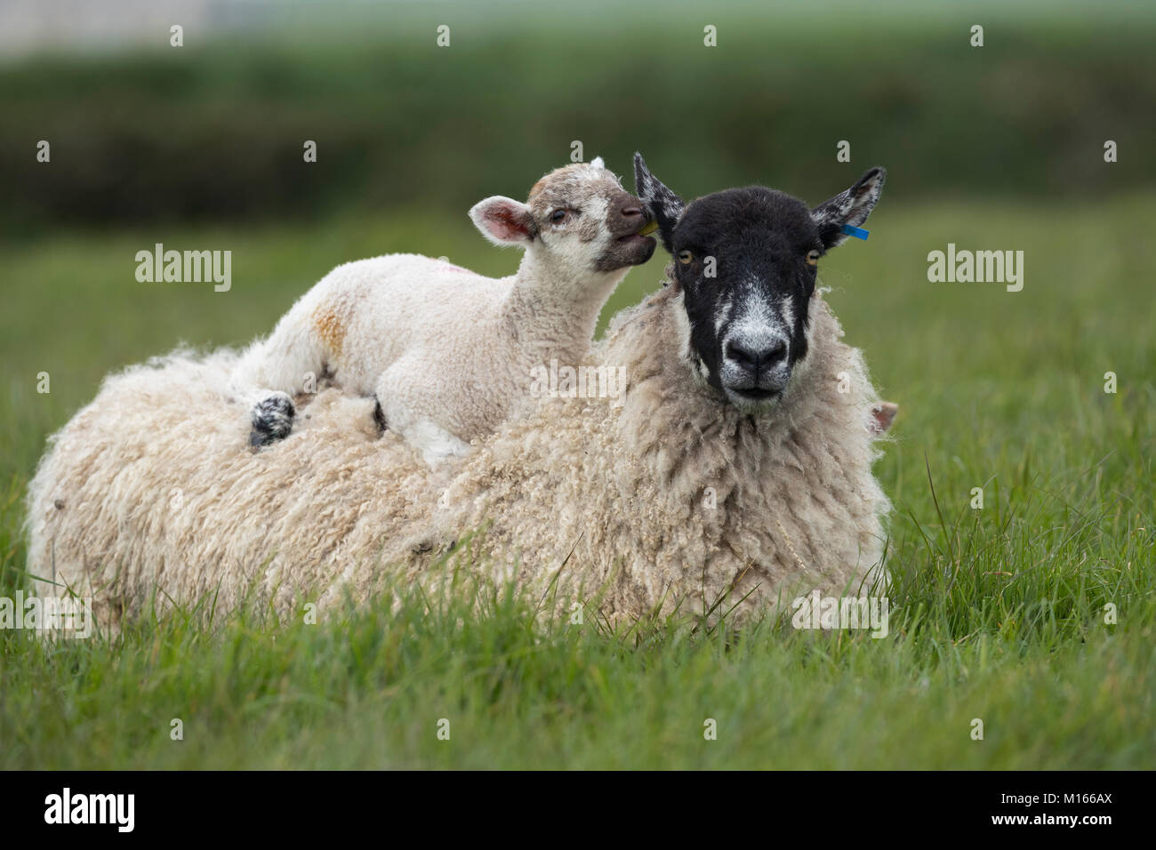 Brebis brebis sur un agneau couché sur son dos ; Devon UK Banque D'Images