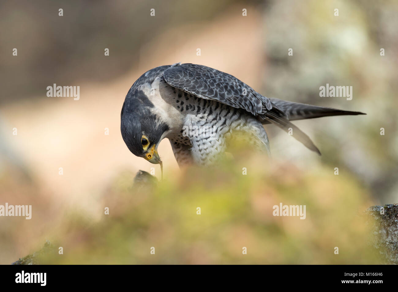 Falco peregrinus Faucon ; seul ; manger ; UK Ecosse proie Banque D'Images