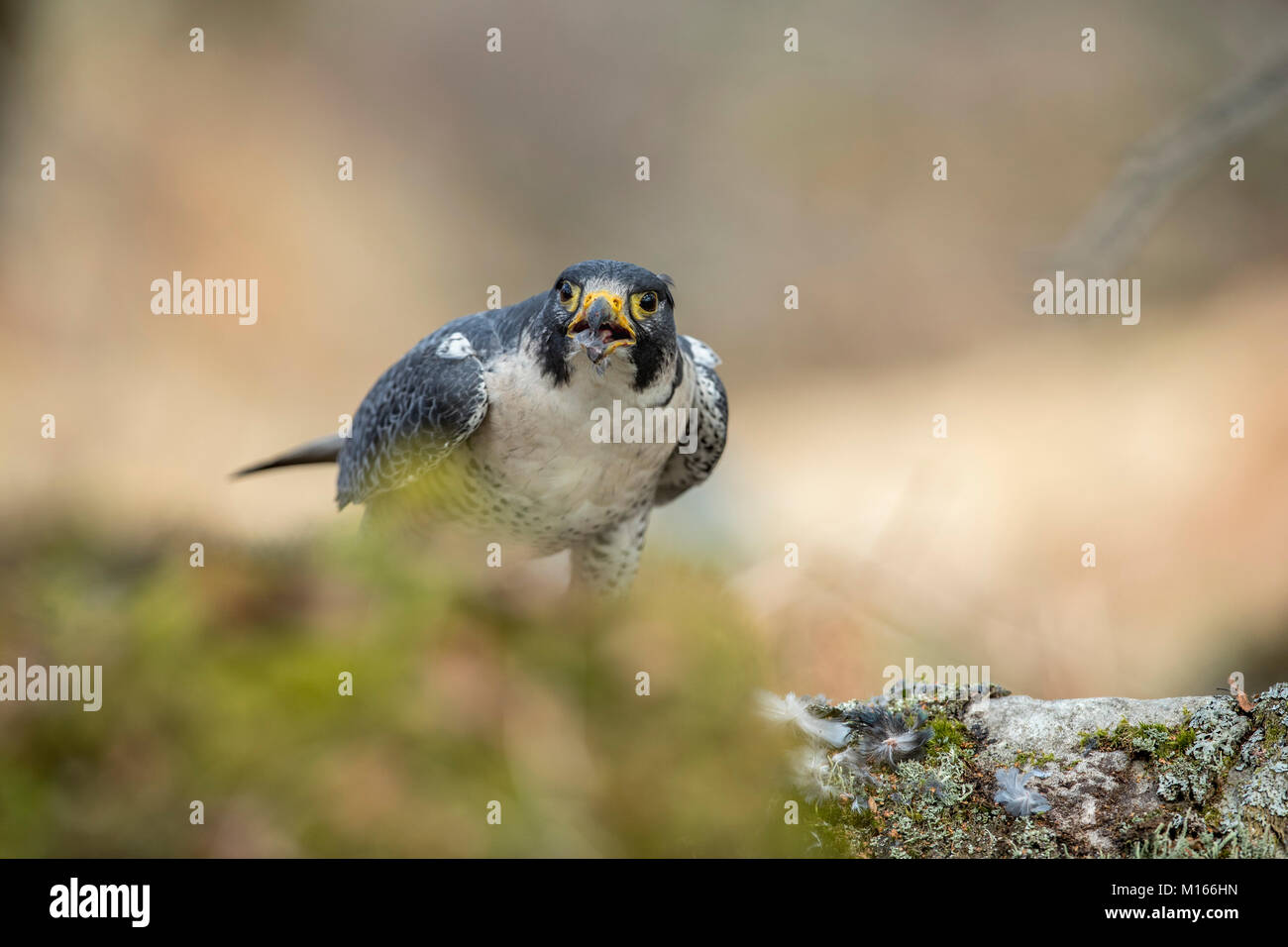 Falco peregrinus Faucon ; seule la consommation de l'Écosse ; UK Banque D'Images