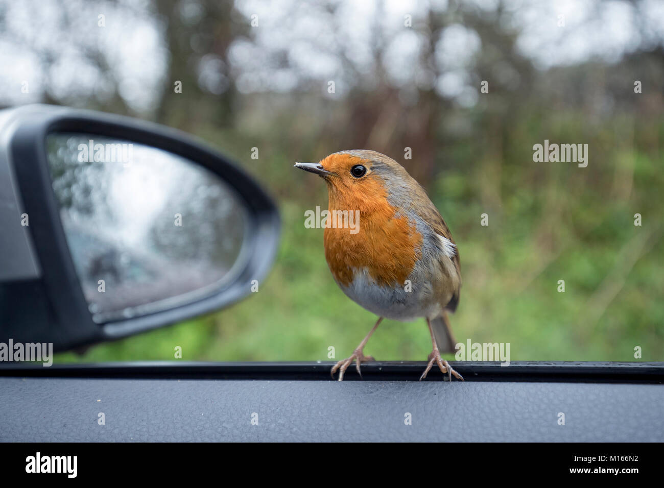 Robin ; Erithacus rubecula aux abords de la porte avec le rétroviseur Voiture Cornwall, UK Banque D'Images