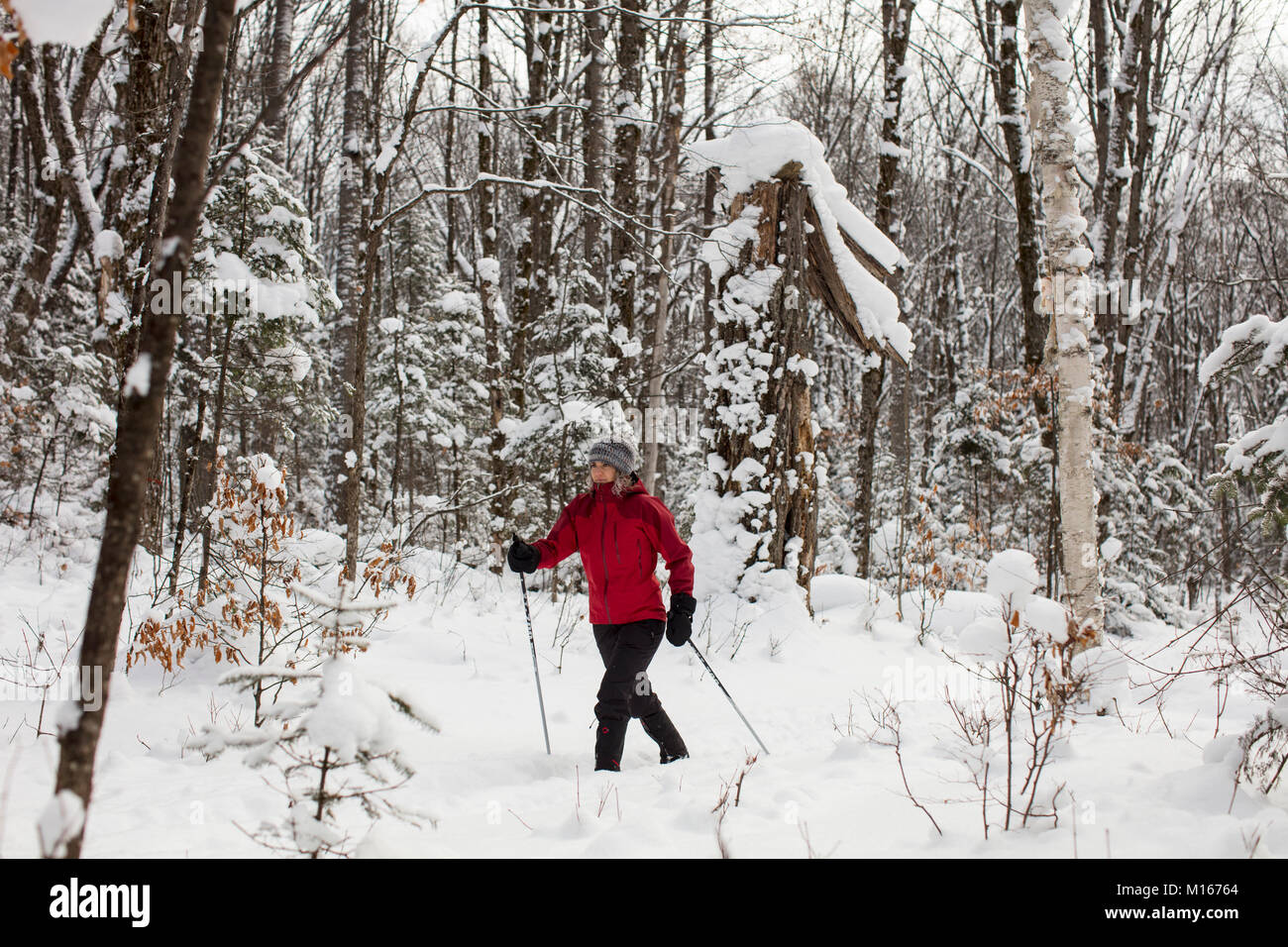 MAYNOOTH, ONTARIO, CANADA - 4 janvier 2018 : une dame dans un manteau rouge skis de fond à travers la forêt. ( Ryan Carter ) Banque D'Images