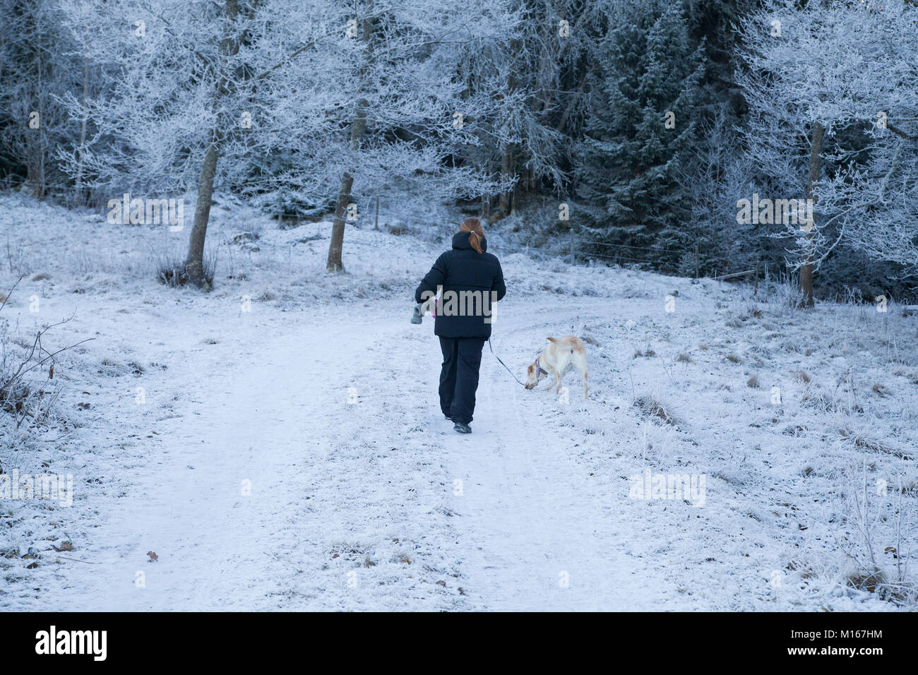 WINTERWALK avec le chien Banque D'Images