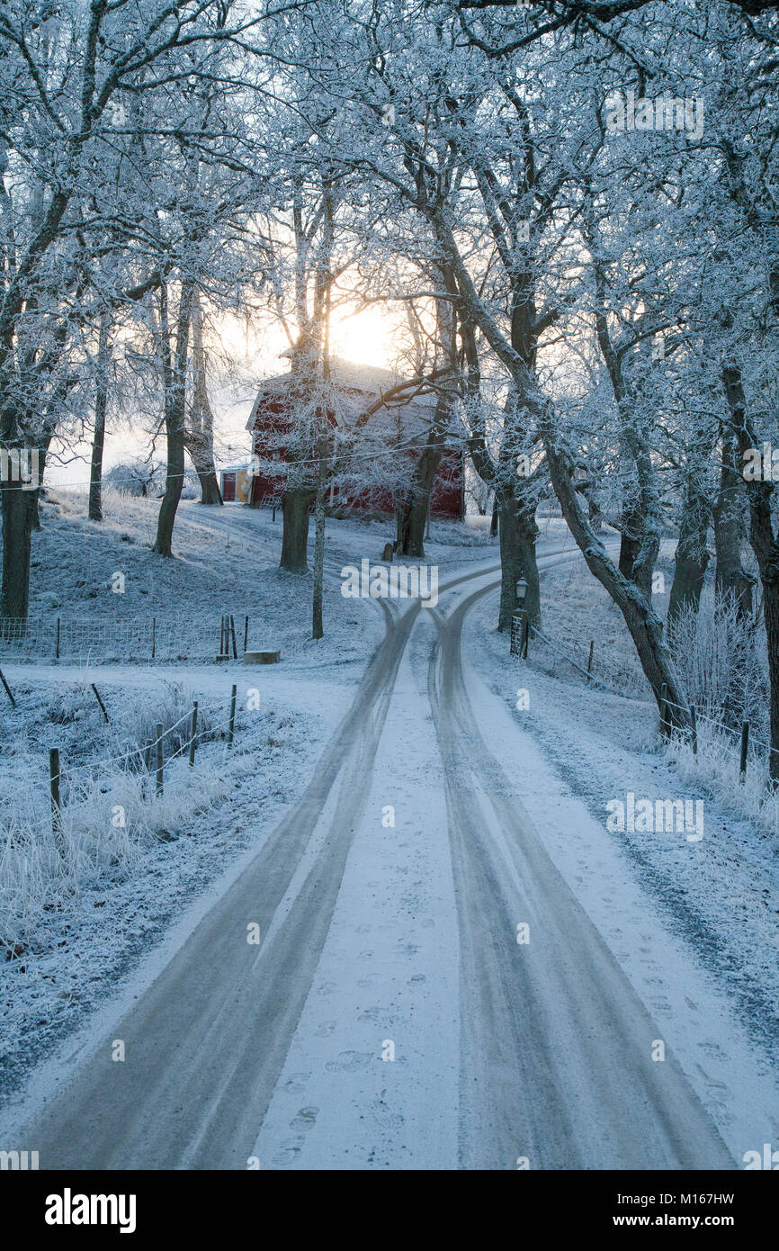Chemin d'hiver avec la neige et le gel de l'arborescence Banque D'Images