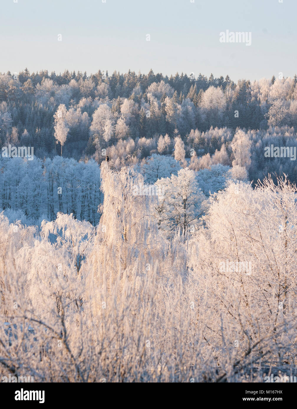 Paysage avec frost dans l'arbre Banque D'Images