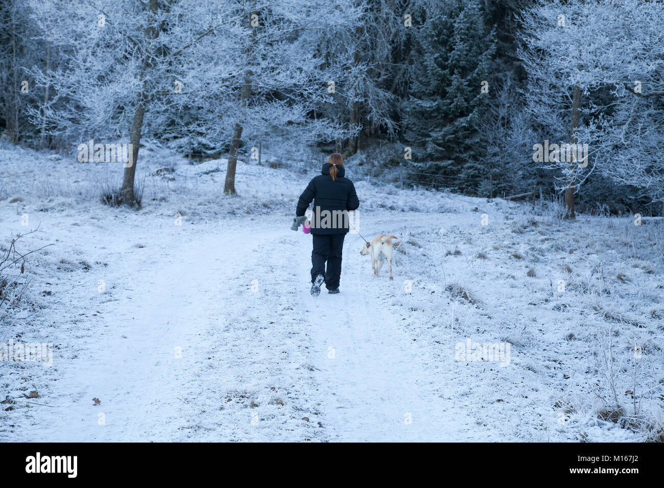 WINTERWALK avec le chien Banque D'Images