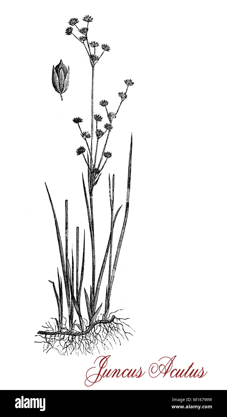 Gravure de Juncus acutus Vintage ou tortue à Rush, de la famille Juncaceae, vivace à épines nocives de hauteur jusqu'à 1,5 Mt.(4,9 ft), en croissance dans les scieries Banque D'Images