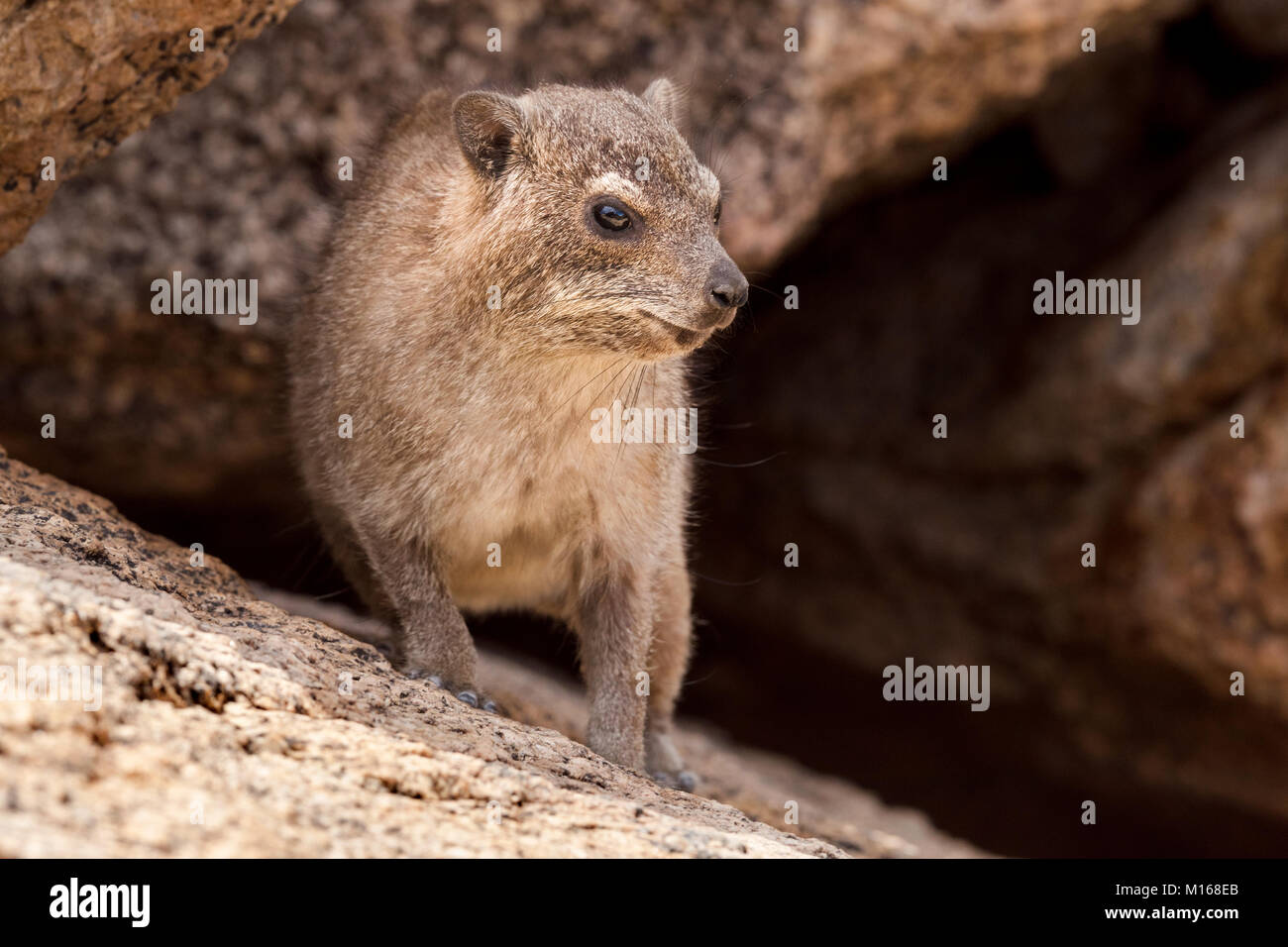 Rock ou Rock Hyrax Dassie parmi les roches en Namibie. Banque D'Images