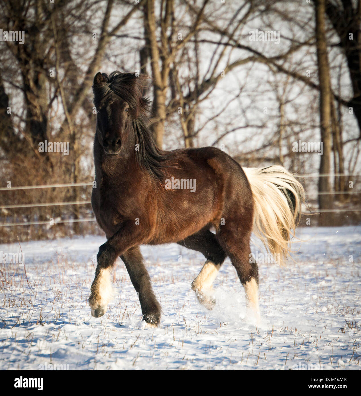 Un cheval islandais pinto noir danses dans la neige Banque D'Images