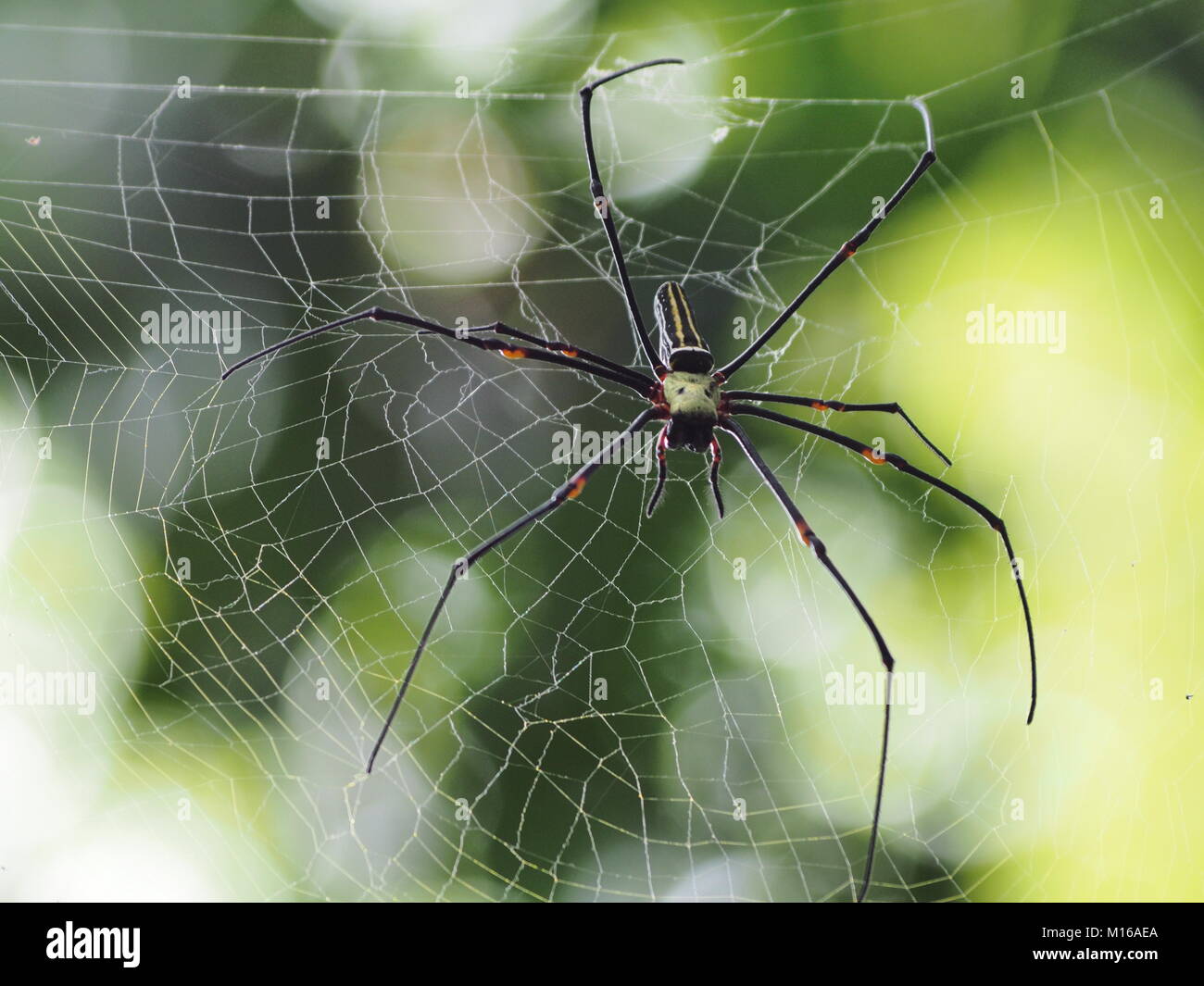 Nephila pilipes en attente dans son filet, Biak, Papouasie, Indonésie Banque D'Images