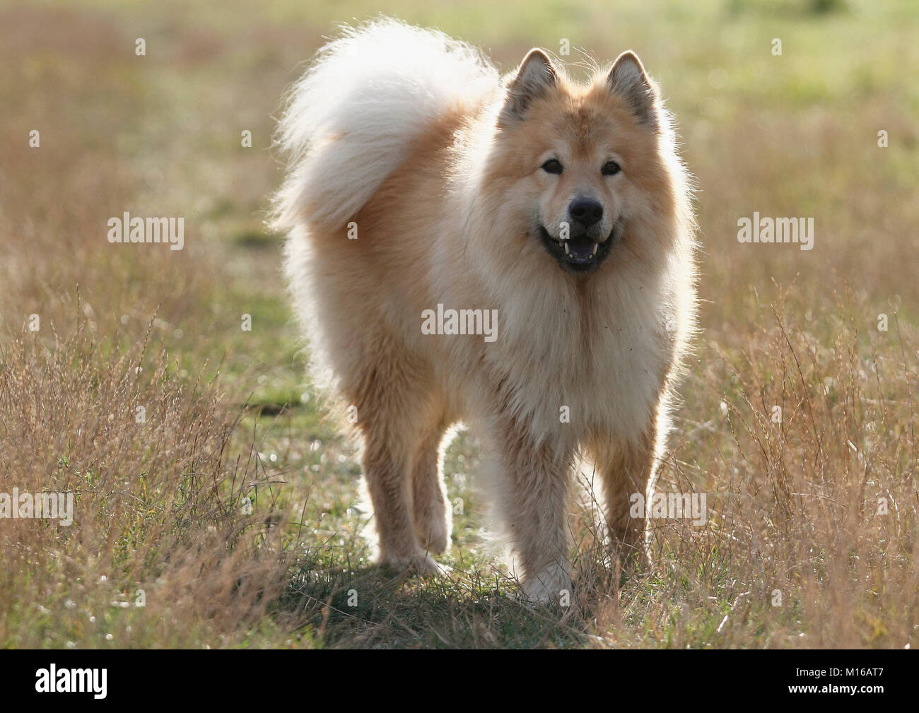 Eurasier, mâle, 9 ans, d'un côté, Rhénanie du Nord-Westphalie, Allemagne Banque D'Images