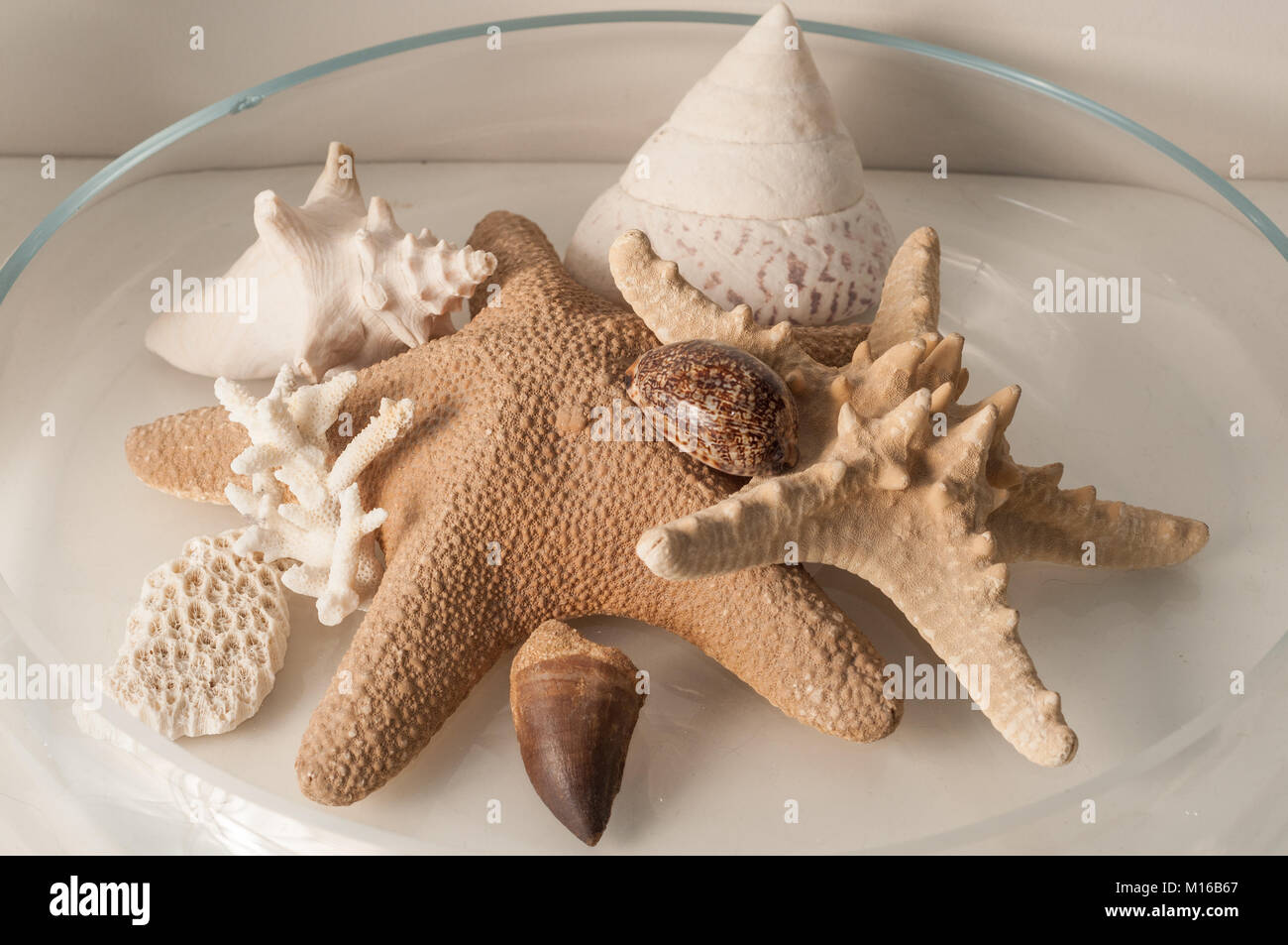 L'intérieur de la création d'intérieurs réalisés avec des étoiles de mer, coraux et coquilles dans un récipient en verre Banque D'Images