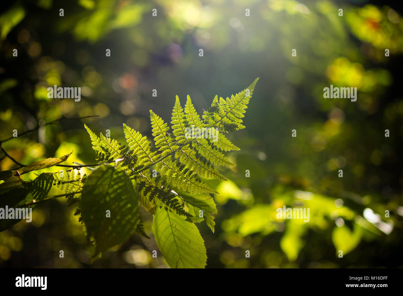 Fougères dans la forêt Banque D'Images