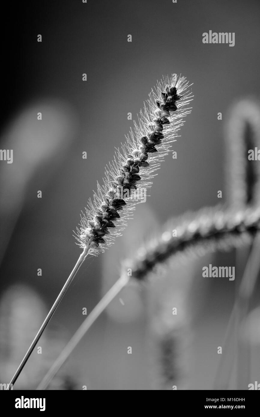 Herbe sauvage Banque D'Images