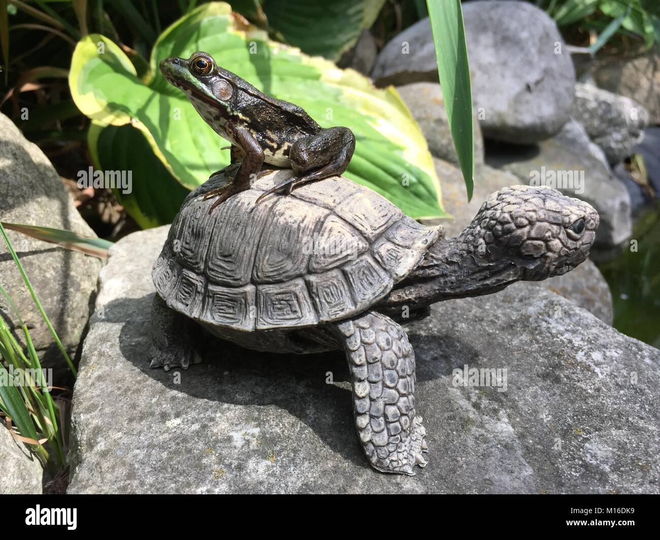 Une grenouille verte, situé sur un lieu privilégié - une tortue en pierre qui se trouve à côté de l'étang de notre jardin. Banque D'Images