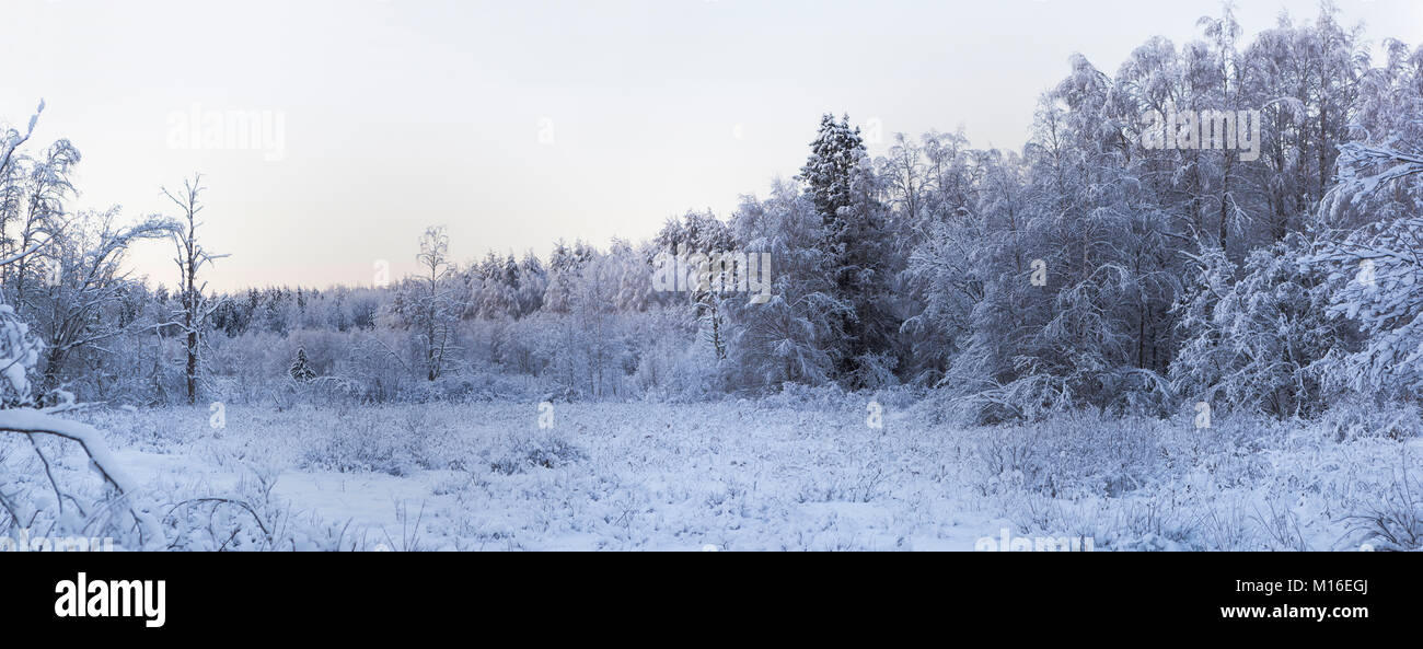 Frosty matin dans la forêt d'hiver dans le nord de la Russie Banque D'Images