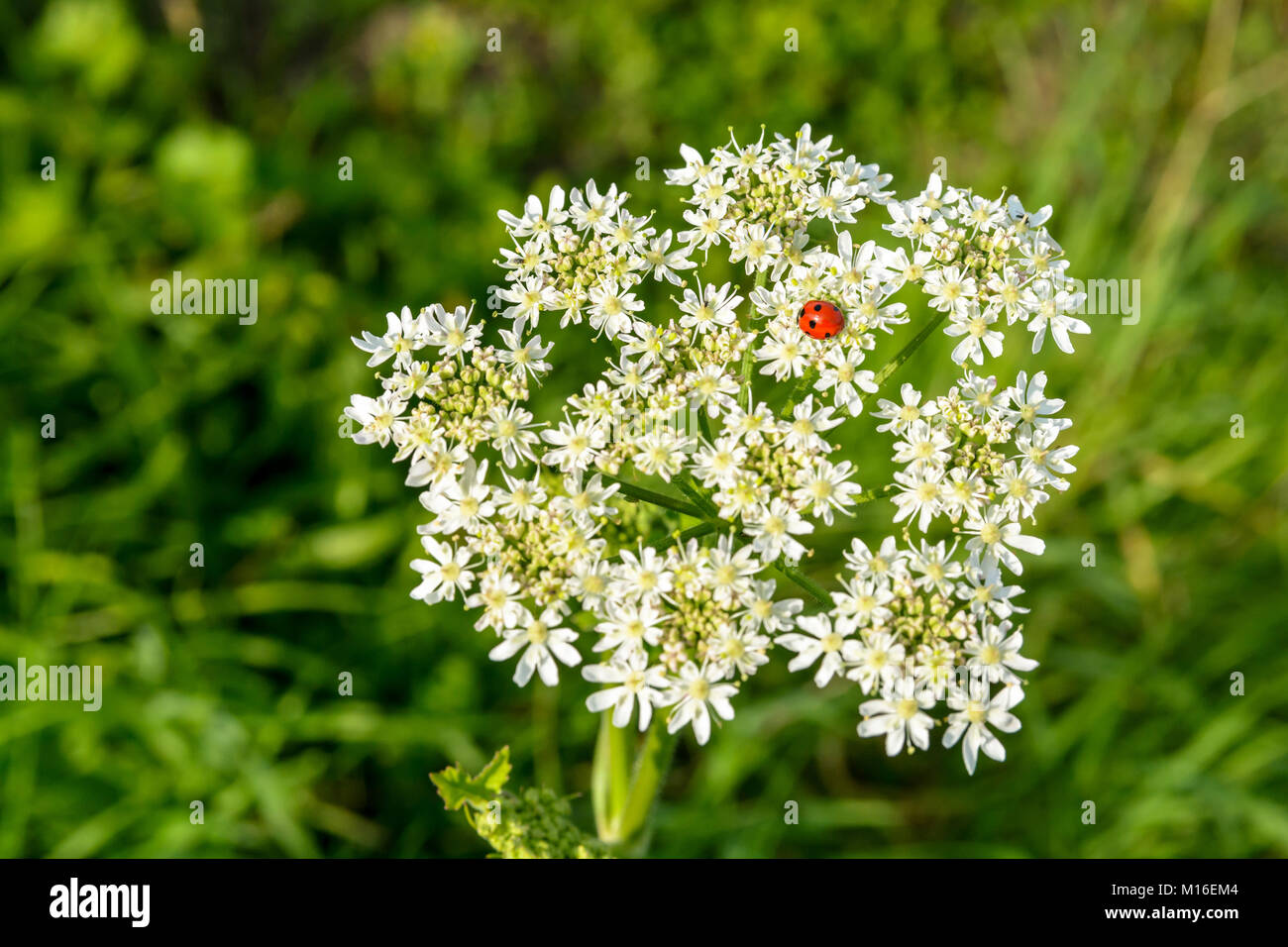 Une coccinelle rouge à points noirs sur fond blanc fleur reine des prés herbeux contre un arrière-plan flou. Banque D'Images