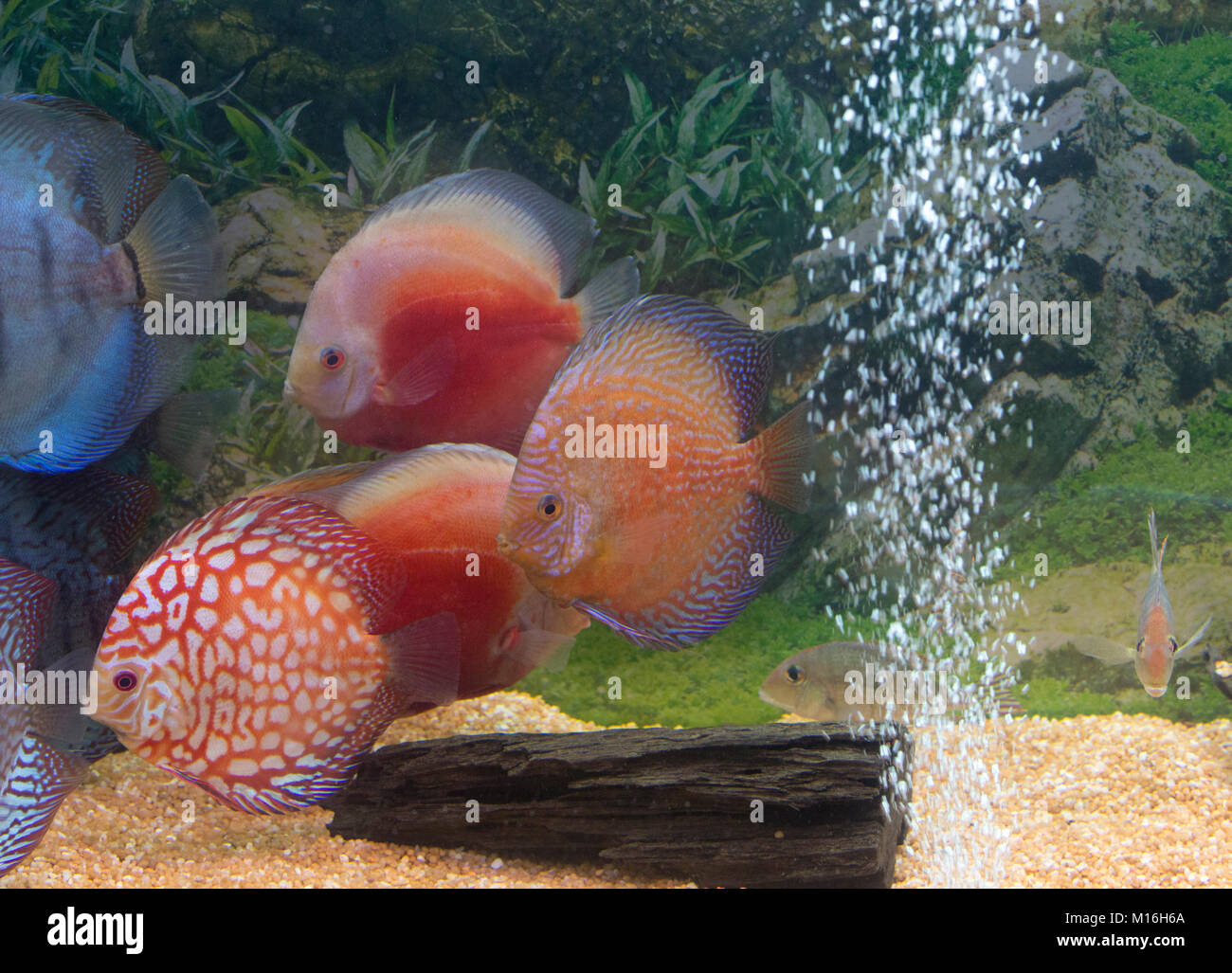 Poissons discus colorés dans l'aquarium close up Banque D'Images
