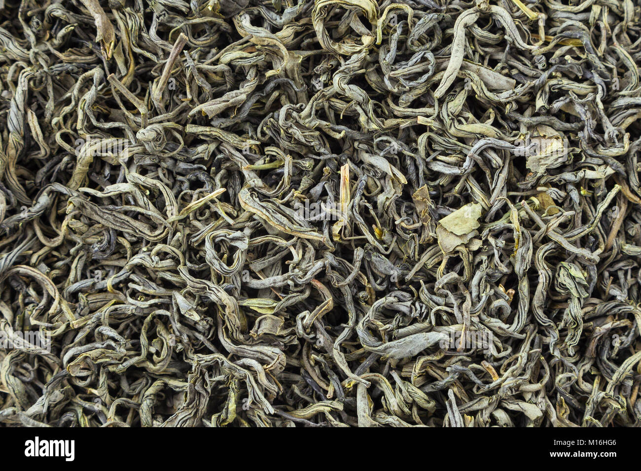 Herbes de thé de texture. Le thé vert. Feuilles de thé vert séchées bio. Banque D'Images